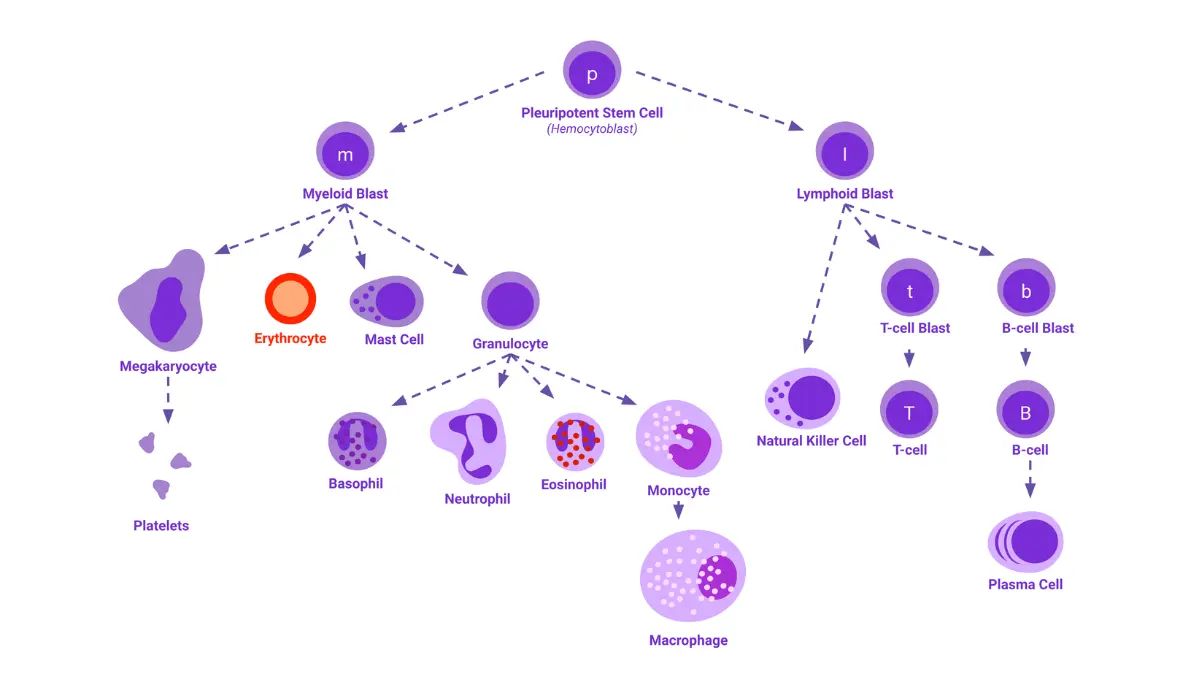 Chemotherapy for Prostate Cancer illustration showing white blood cells related to neutropenia risk during treatment.