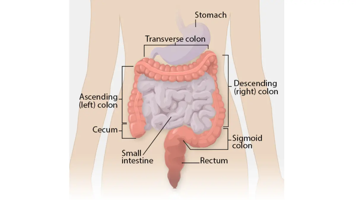 Labeled colon anatomy diagram illustrating changes in bowel habits for colon cancer symptoms