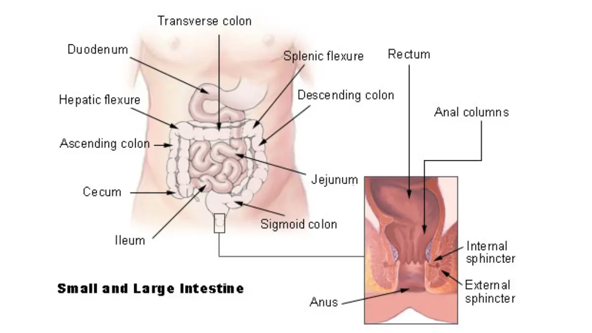 Medical vector-style anatomy illustration of large intestine for colon cancer symptoms awareness