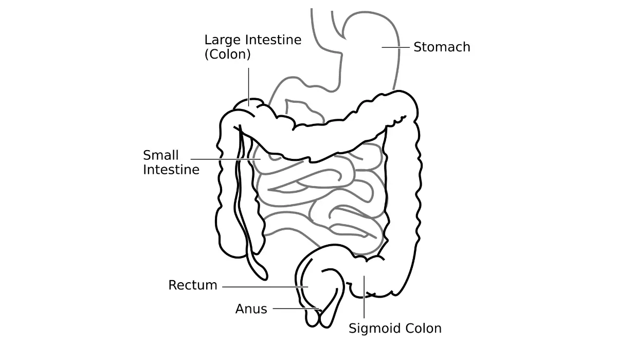 Medical illustration of large intestine segments highlighting risks in colon cancer symptoms for younger adults