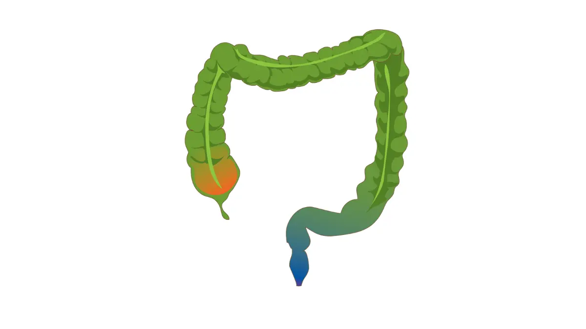 colonoscopy colon anatomy diagram showing major parts of the large intestine