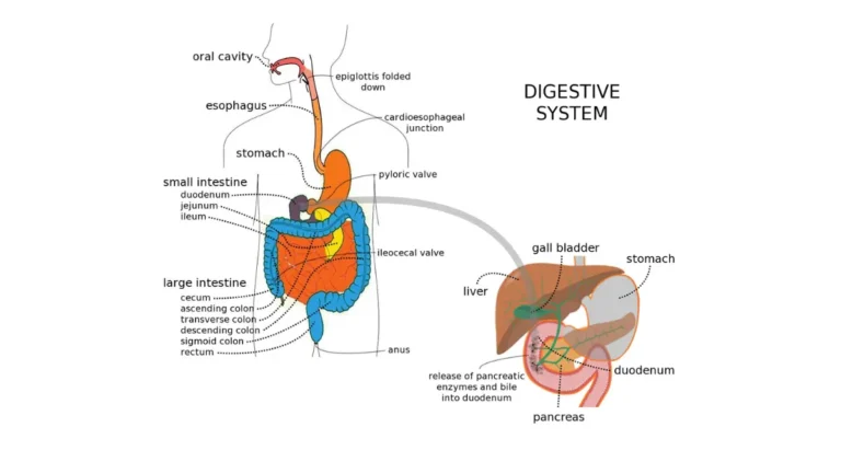 Colonoscopy Cost digestive system illustration showing the gastrointestinal tract and colon region for article overview.