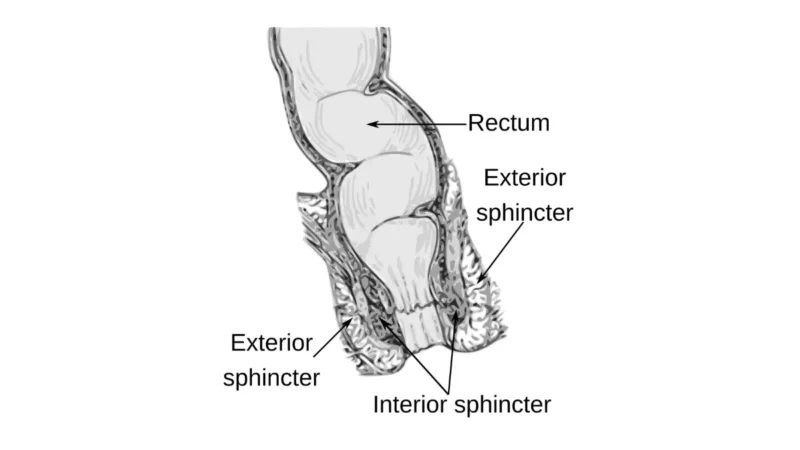 colonoscopy free anatomy illustration of the anorectum and lower digestive tract