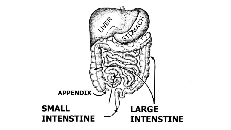 Colonoscopy pathology report anatomy illustration showing the digestive system and large intestine for colon context.