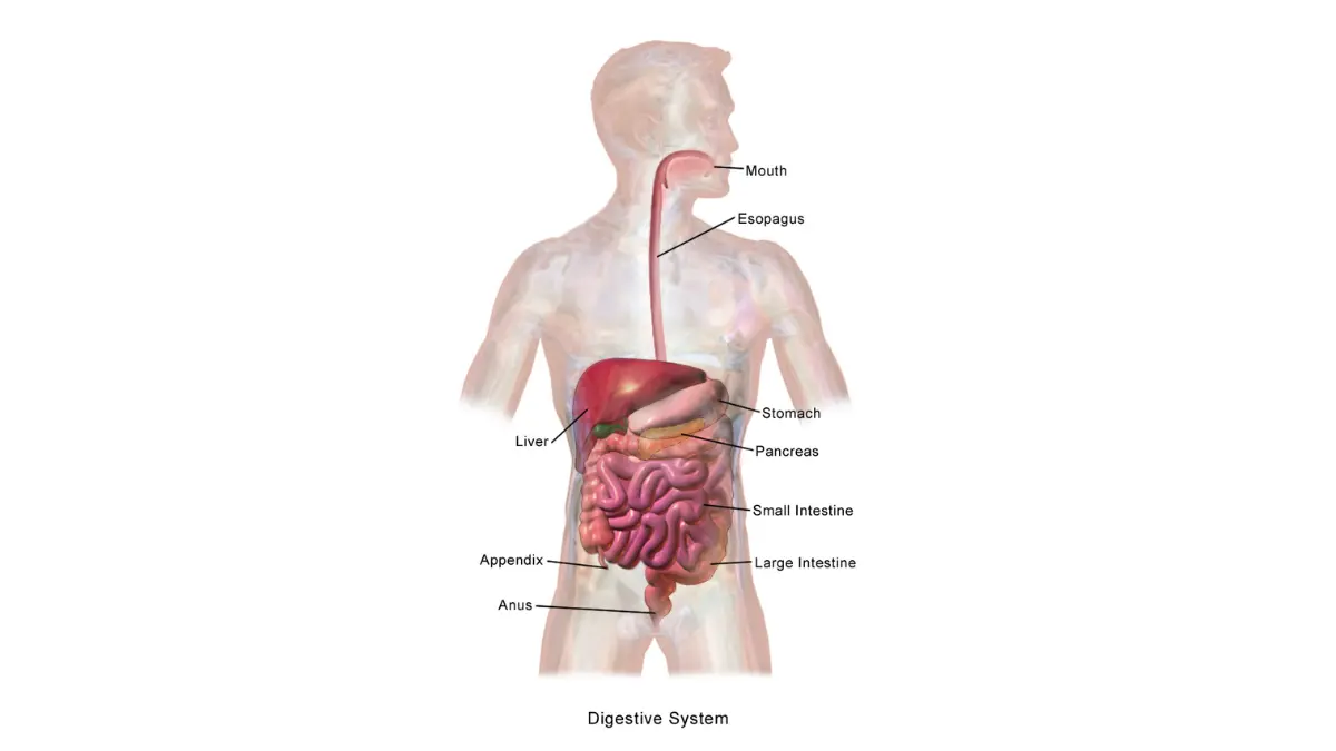 Colonoscopy Prep Options — Medical illustration of the adult human digestive system with labeled organs for prep safety context.