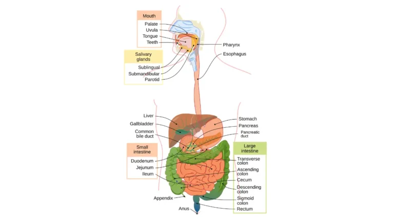 Colonoscopy Prep Options — Full human digestive system diagram showing the esophagus, stomach, small intestine, and large intestine.