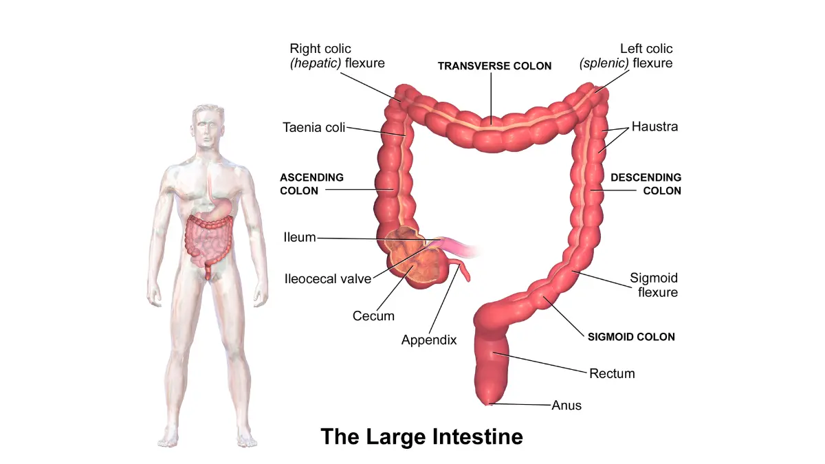 Colonoscopy Prep Options — Anatomy of the large intestine showing cecum, ascending colon, transverse colon, descending colon, sigmoid colon, rectum, and anus.