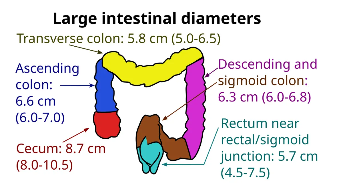 Colonoscopy Prep Options — Large intestine segment diameters showing average inner widths of the colon for cleansing coverage.
