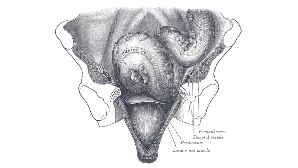 Colonoscopy Prep Options — Anatomical illustration of the lower colon, sigmoid colon, and rectum from Gray’s Anatomy.