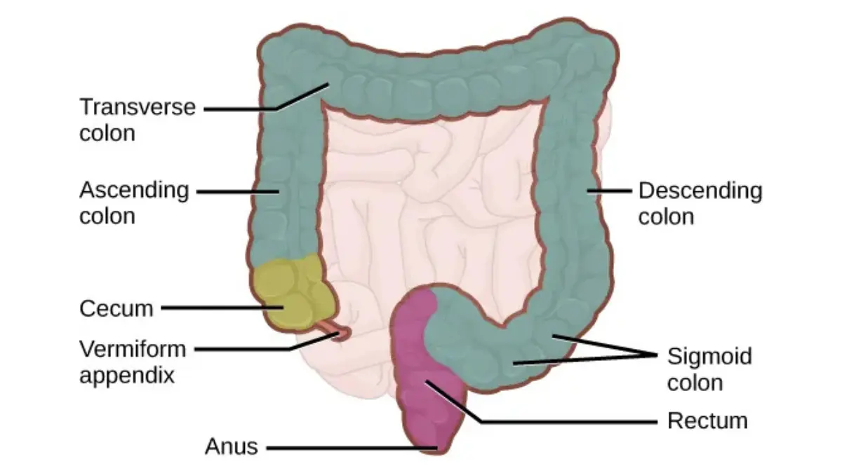 Colonoscopy Prep Tips digestive system illustration supporting clear liquid diet and bowel prep education