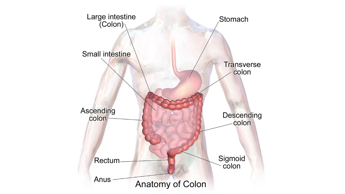 Colonoscopy Prep Tips large intestine anatomy illustration showing colon location inside the human body