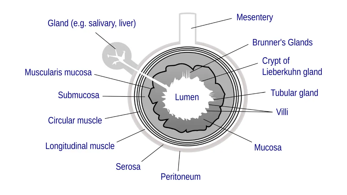 Colonoscopy Recovery — diagram showing the layers of the gut wall including mucosa, submucosa, and muscularis
