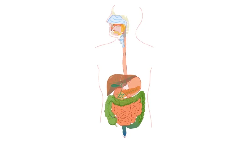 Colonoscopy Recovery — vector diagram of the human digestive system showing stomach, small intestine, and large intestine without text labels