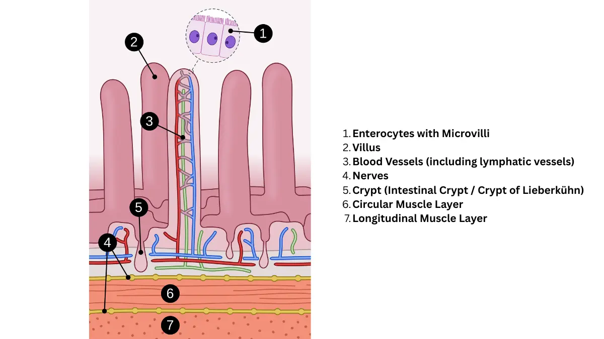 Colonoscopy Recovery — detailed diagram of intestinal wall structure showing villi, blood vessels, nerves, and muscle layers