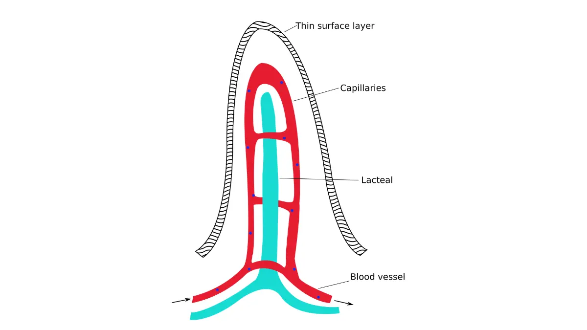 Colonoscopy Recovery — simplified diagram of a single intestinal villus on the surface of the gut