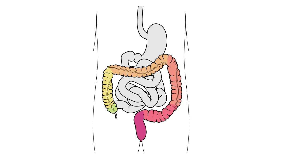 colonoscopy result large intestine parts anatomy diagram