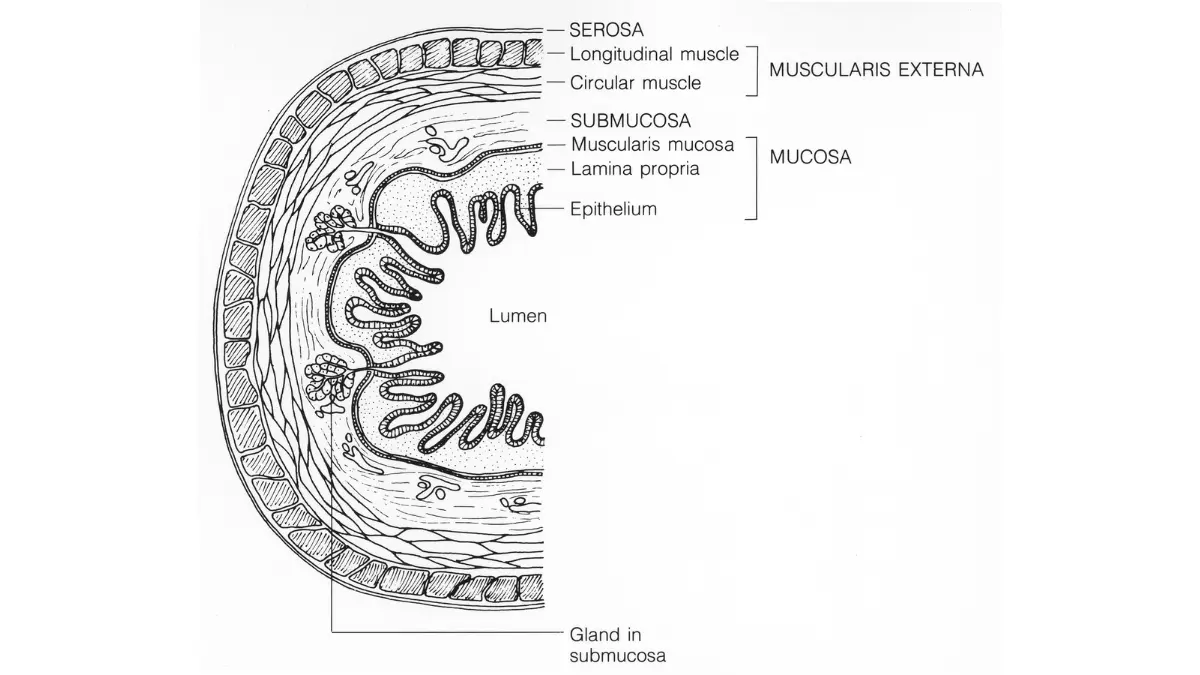 Colonoscopy Side Effects gastrointestinal wall layers diagram showing mucosa, submucosa, muscularis, and serosa.