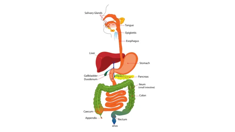 Colonoscopy Take overview showing simplified digestive system with the large intestine highlighted for colonoscopy screening.
