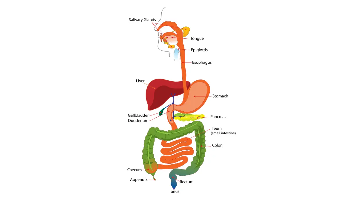 Colonoscopy Take overview showing simplified digestive system with the large intestine highlighted for colonoscopy screening.