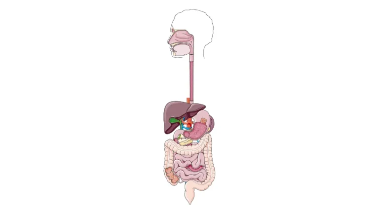 Complete digestive system anatomy illustration highlighting the colon and rectum for colorectal cancer screening comparison including Cologuard and colonoscopy options.