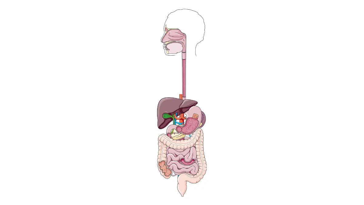 Complete digestive system anatomy illustration highlighting the colon and rectum for colorectal cancer screening comparison including Cologuard and colonoscopy options.