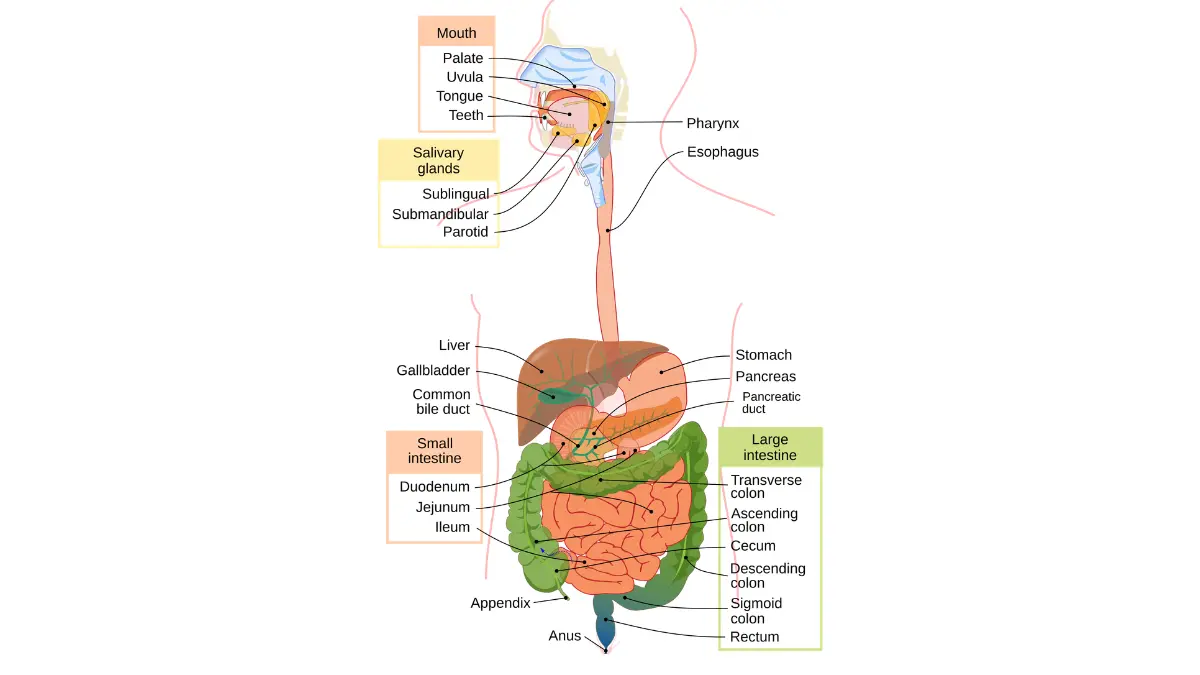 Human digestive system diagram illustrating how food is processed in the body for Prostate Cancer Diet.