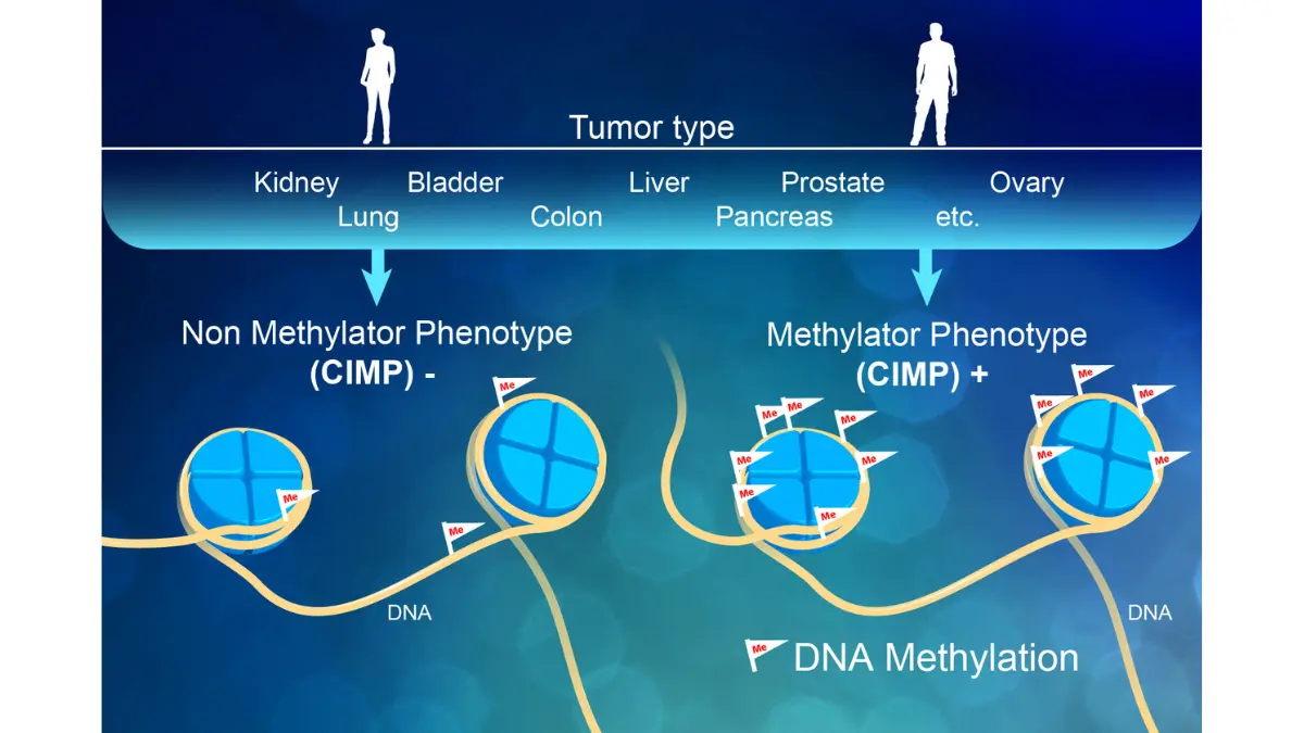 Medical infographic showing methyl chemical flags attaching to a DNA strand to explain tumor biology in Black Americans.