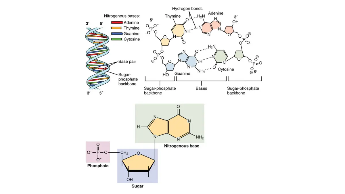 A detailed anatomy diagram showing nucleotide base pairings checked during genetic testing for pancreatic cancer to spot inherited mutations.
