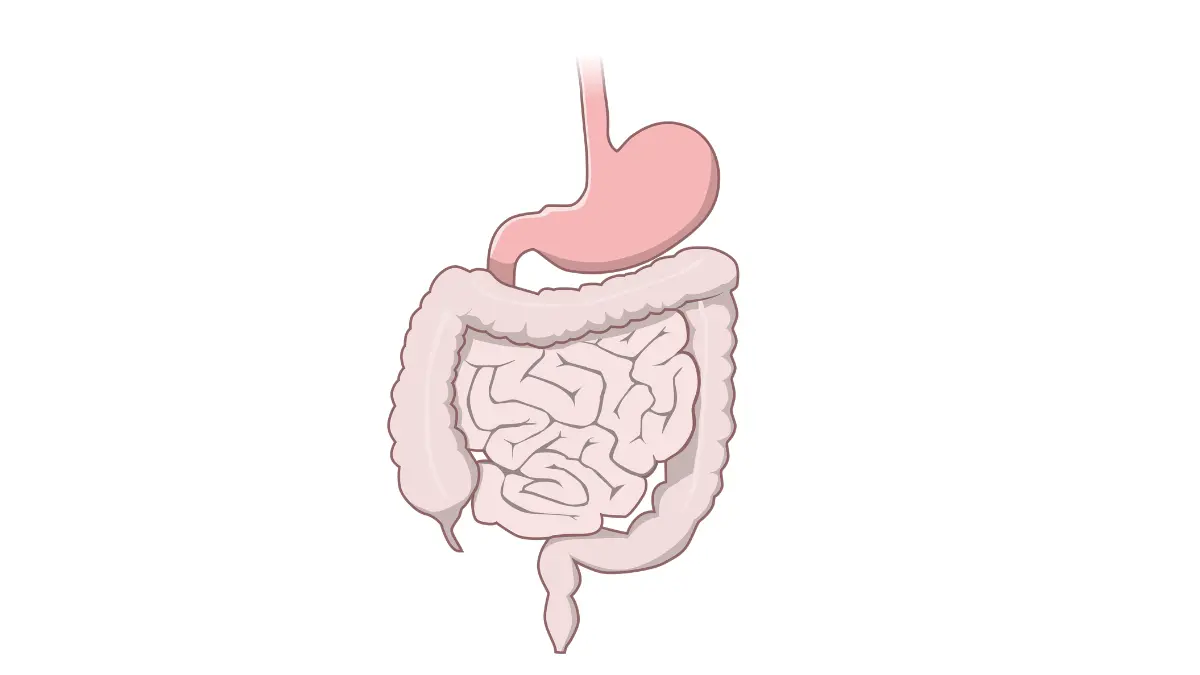 Does a Colonoscopy Hurt human digestive tract anatomy illustration showing the digestive tract and colon location