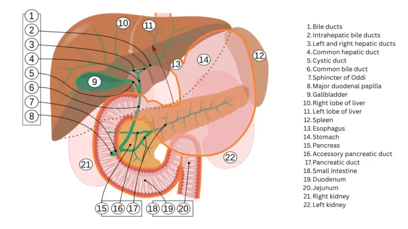 Early Signs of Pancreatic Cancer anatomy illustration showing the pancreas, bile ducts, gallbladder, and nearby digestive organs.