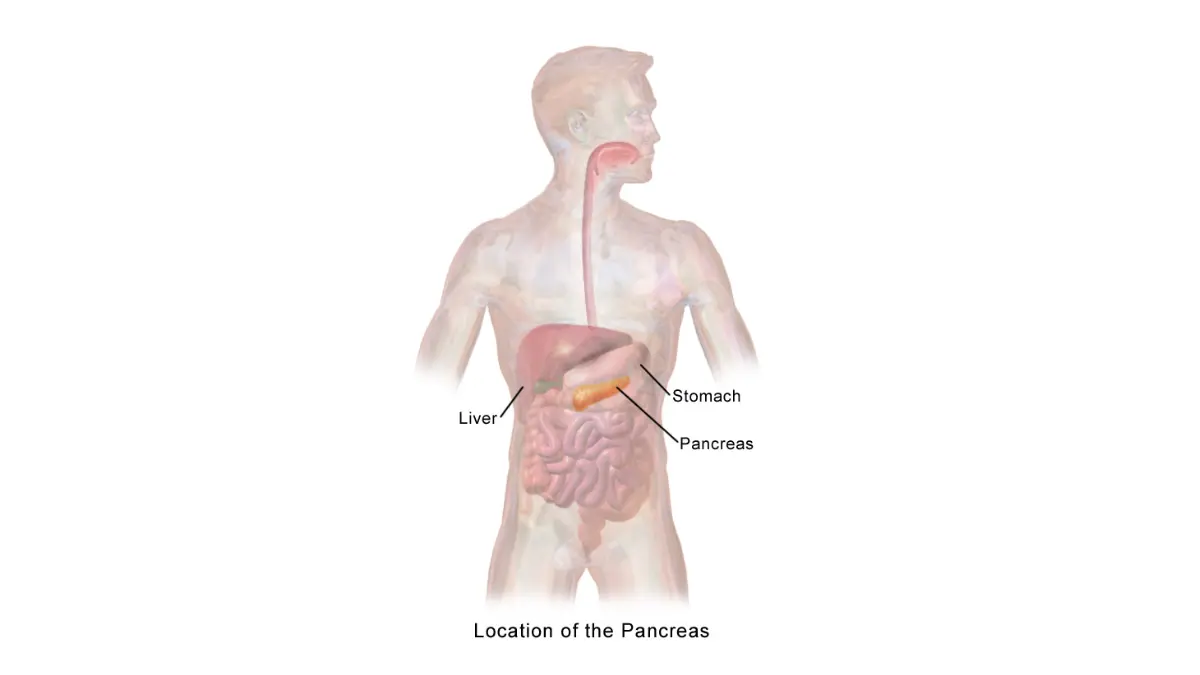 Early Signs of Pancreatic Cancer pancreas location anatomy illustration showing where the pancreas sits deep behind the stomach.