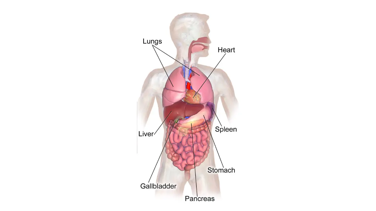 End-Stage Pancreatic Cancer anatomy illustration showing the pancreas and surrounding abdominal organs including the liver, stomach, and gallbladder.