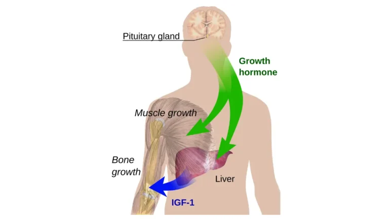 Endocrine growth regulation pathway showing insulin and IGF-1 production in the context of a Prostate Cancer Diet.