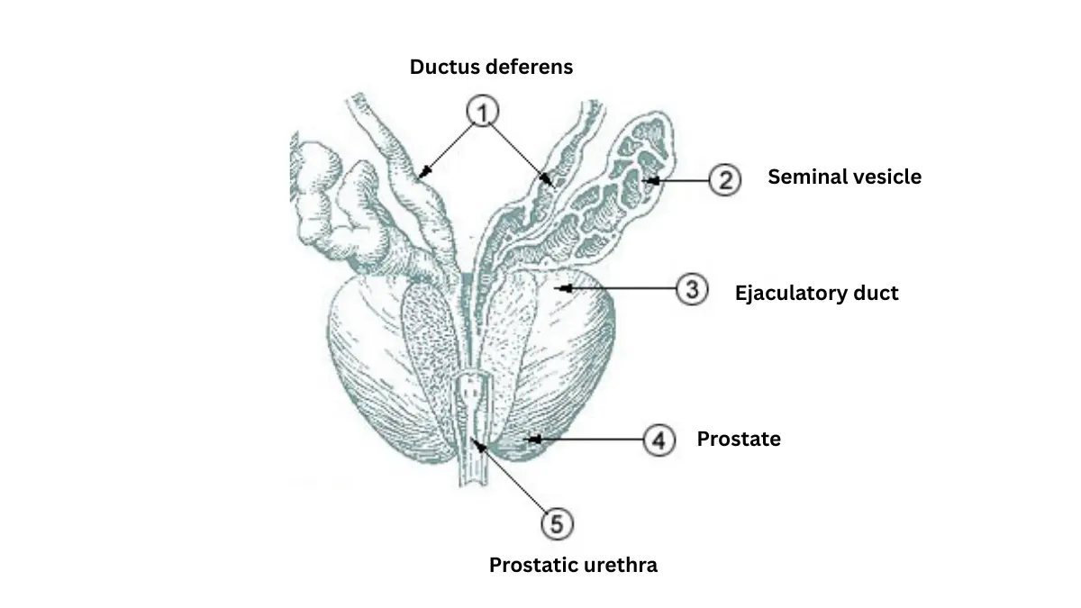 Simple prostate diagram icon illustrating Enlarged Prostate evaluation questions and diagnostic tests like PSA, exam, MRI, and biopsy.