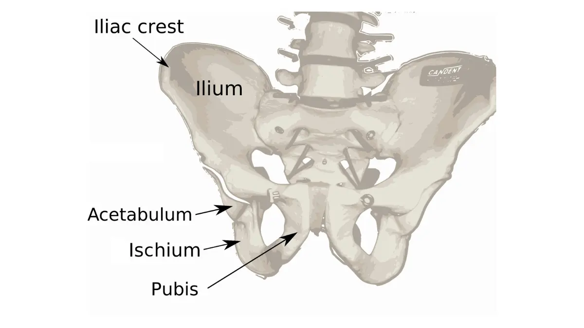 Human pelvis diagram showing bladder and pelvic structures related to Enlarged Prostate urinary symptoms.