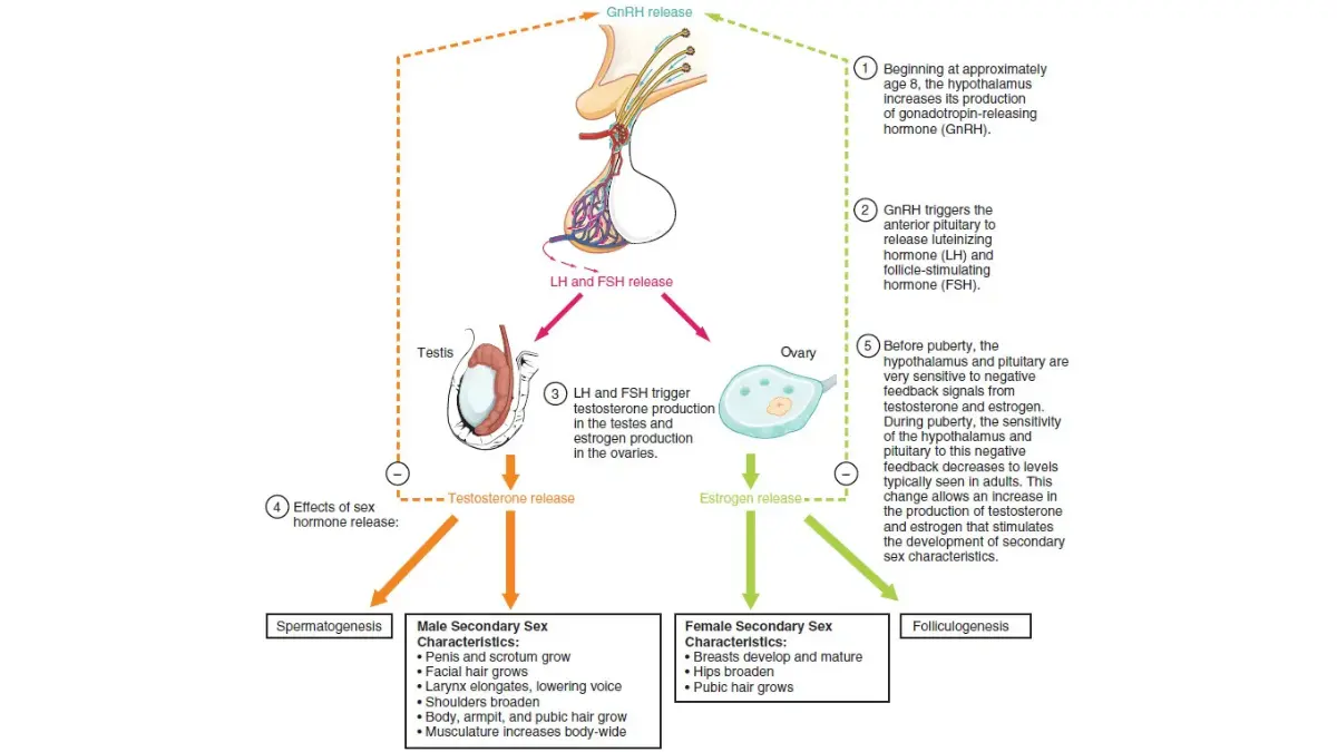 Erectile Dysfunction hormone-control diagram showing the hormonal pathway relevant to testosterone changes and androgen deprivation therapy.
