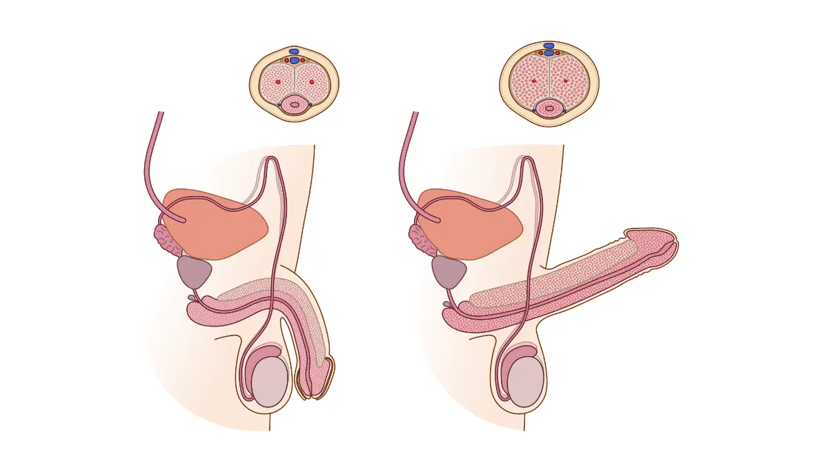 Erectile Dysfunction anatomy illustration showing a lateral view of the male reproductive system and surrounding pelvic structures.