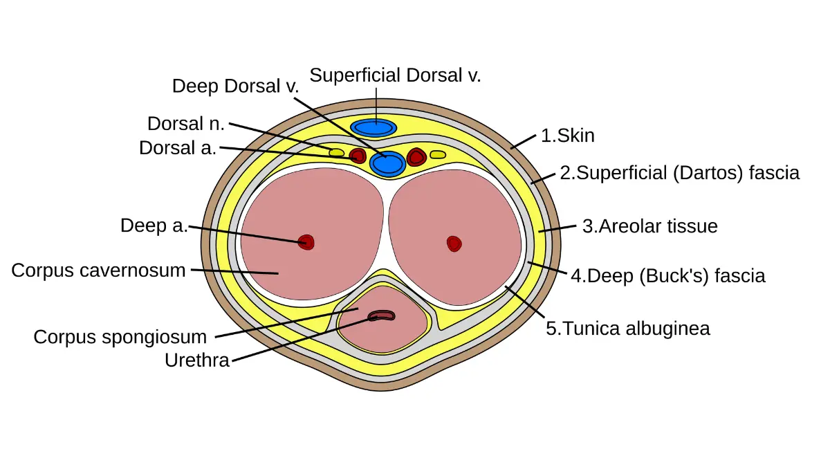 Erectile Dysfunction penis cross-section anatomy showing the erectile tissues, blood-filled chambers, and internal penile structures.