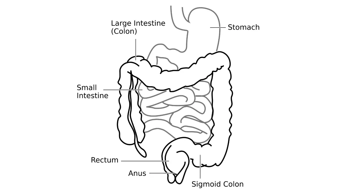 Simple anatomy diagram of the large intestine showing the colon segments for a First Colonoscopy bowel prep guide