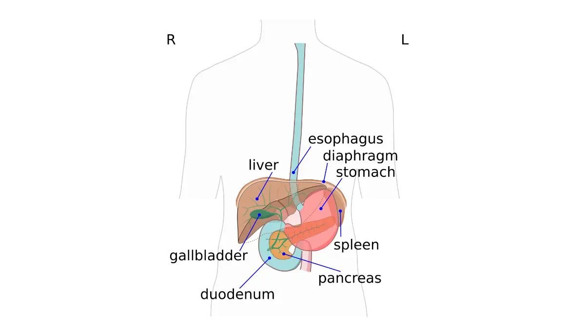 FOLFIRINOX vs. Gemcitabine abdominal organs illustration showing the pancreas with the stomach, liver, gallbladder, and duodenum.