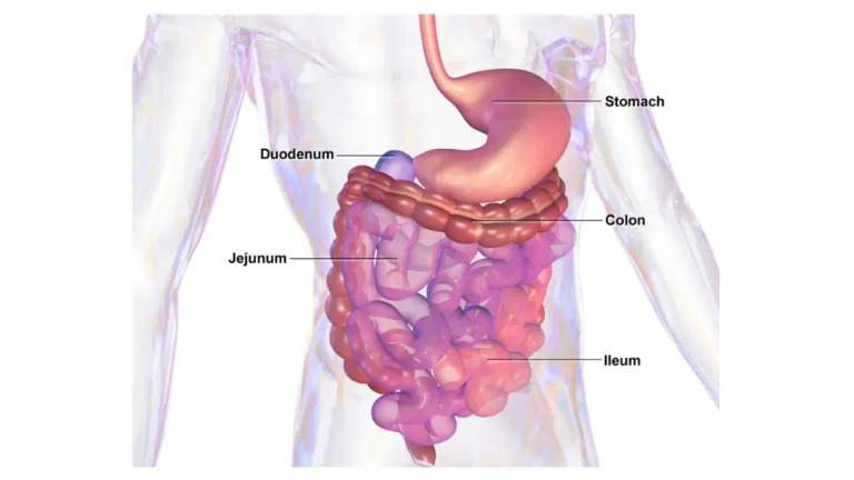 Colonoscopy At 45 — Gastrointestinal system anatomy illustration showing digestive tract organs for screening reference