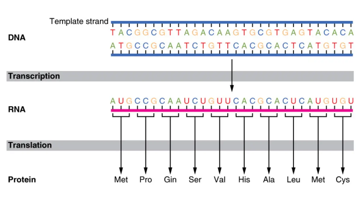 A cellular biology diagram displaying genetic translation mechanics targeted after positive genetic testing for pancreatic cancer results.