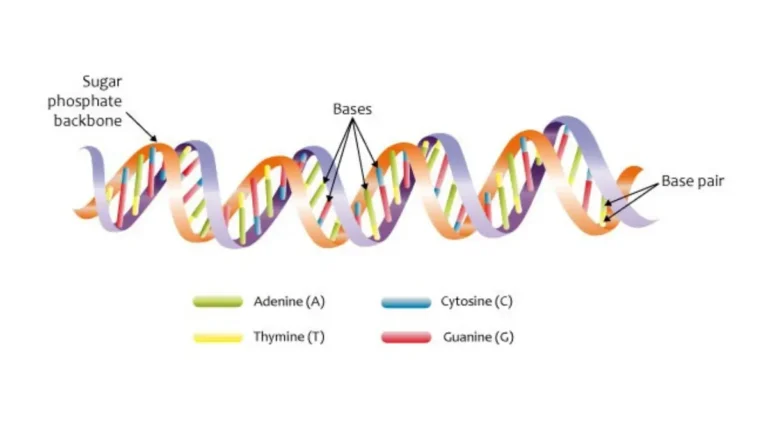 A close up shot of a blue digital DNA double helix representing clinical genetic testing for pancreatic cancer risk evaluation.