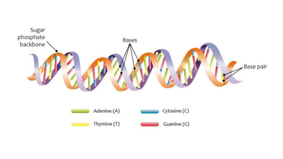 A close up shot of a blue digital DNA double helix representing clinical genetic testing for pancreatic cancer risk evaluation.