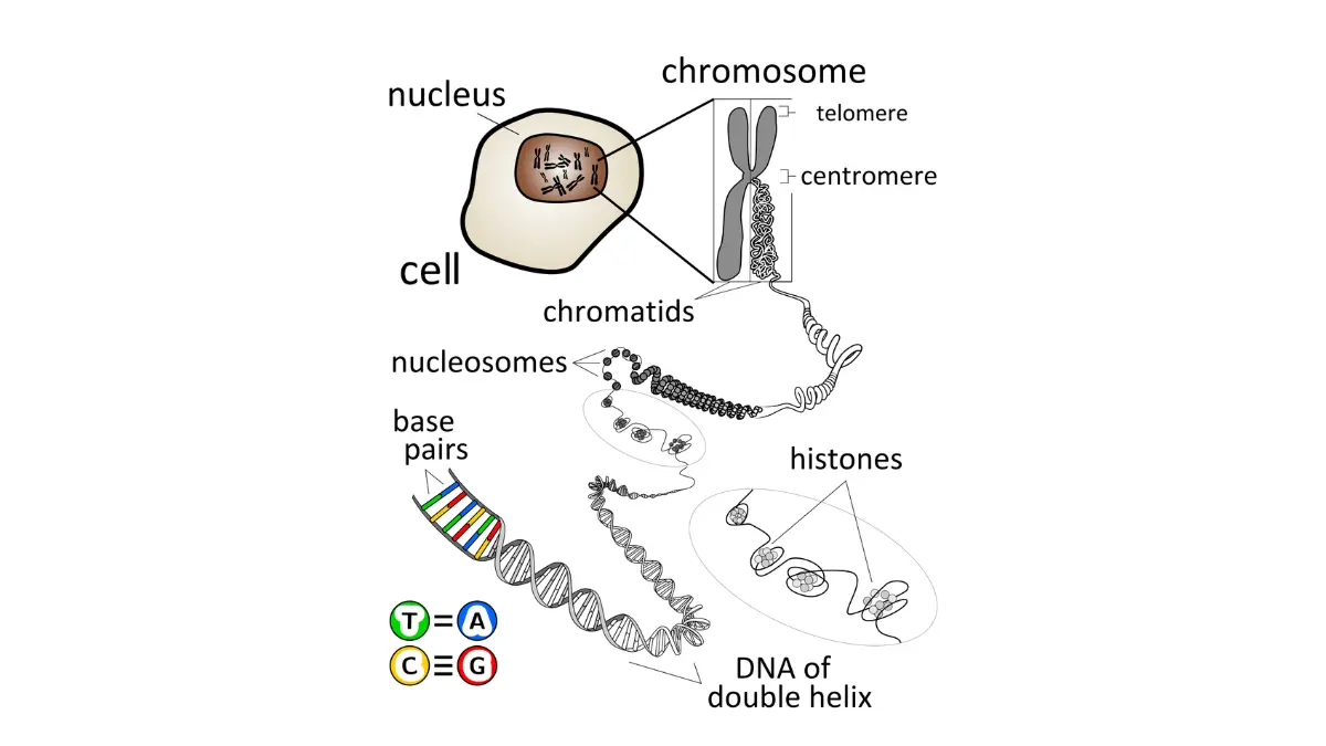 A medical vector diagram illustrating a chromosome structure down to DNA base pairs for inherited genetic testing for pancreatic cancer germline evaluation.