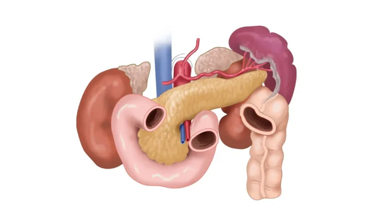 Hereditary pancreatic cancer anatomy illustration showing the pancreas and neighbouring organs in the upper abdomen.