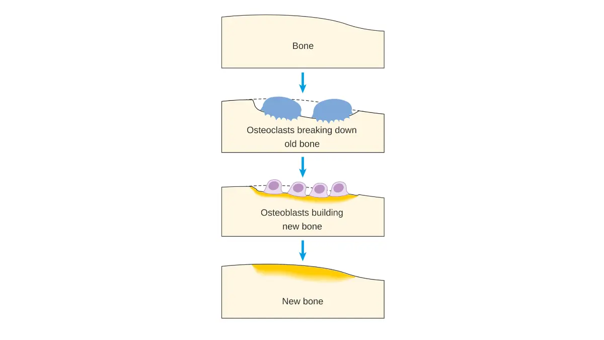Anatomical vector diagram showing the position of the adrenal glands, which produce weak androgens that advanced prostate cancer hormone therapy may need to block.