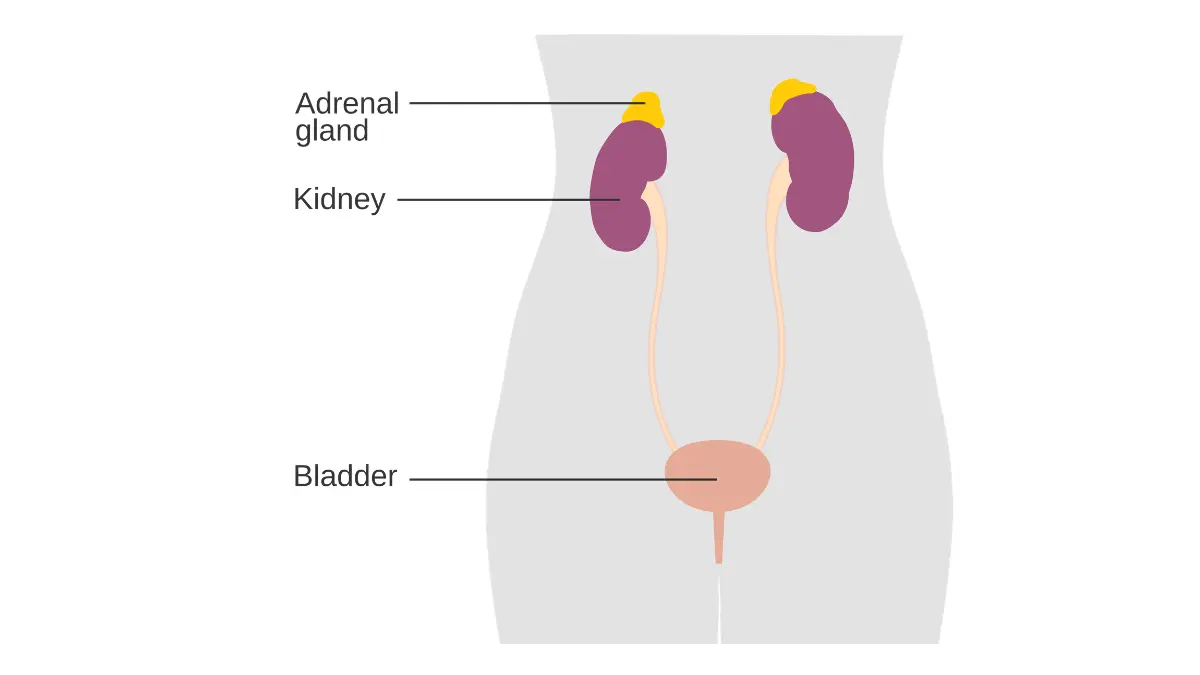 Medical illustration of external beam radiotherapy delivery, a treatment commonly combined with androgen deprivation hormone therapy for intermediate and high-risk prostate cancer.