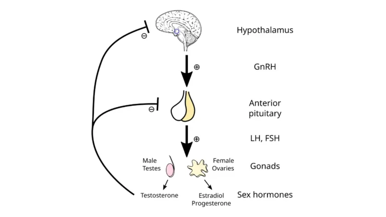 Medical diagram of the hypothalamic-pituitary-gonadal axis showing how GnRH and pituitary hormones regulate testosterone production targeted by prostate cancer hormone therapy.
