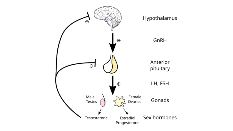 Medical diagram of the hypothalamic-pituitary-gonadal axis showing how GnRH and pituitary hormones regulate testosterone production targeted by prostate cancer hormone therapy.